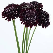 Image result for Scabiosa