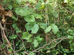 Image result for Chasmanthera dependens