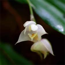 Image result for Polystachya cultriformis