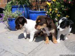 With appreciation to our customers. Mixed Breed Jackawawa Puppies Ready Now For Sale In Evanston Illinois Classified Americanlisted Com