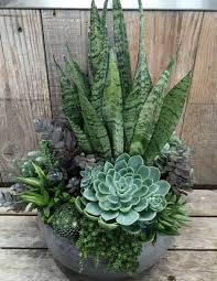 You may get some mold on the pot—so i suggest that you do your potting outdoors. Black Magic Potting Soil Review The Best Potting Mix For Gardening Succulent Garden Design Backyard Plants Succulent Gardening