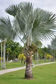 11 Types Of Palm Trees In Florida In 2021 Florida Palm Trees Mexican Palm Tree Palm Trees