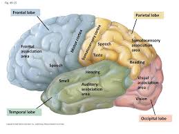 The somatosensory system is a part of the sensory nervous system. Concept 49 3 The Cerebral Cortex Controls Voluntary Movement And Cognitive Functions Ppt Video Online Download