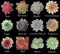 Cacti & succulent care tips: Pin By Beth Kearns On My Favorite Flowers Gardens Succulents Plants Hens And Chicks