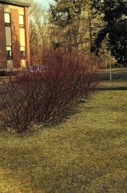 Image result for Artabotrys collinus