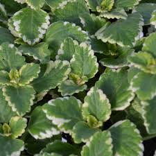 Image result for Plectranthus elegans