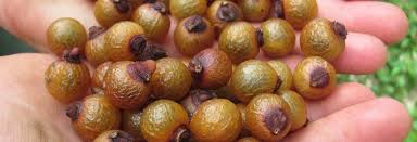 Image result for Sapindus