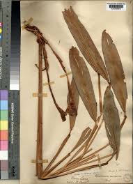 Image result for Agathisanthemum globosum