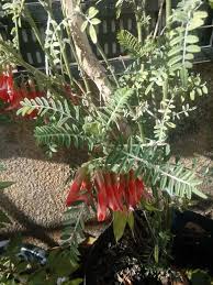 Image result for Lessertia pauciflora