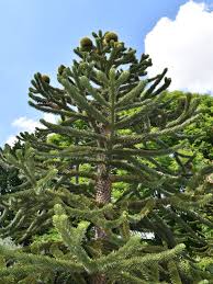 Image result for Araucariaceae