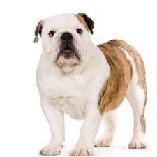 With massive head and body, bulldog has an extra skin on forehead. English Bulldog Puppies For Sale Pets4you Com