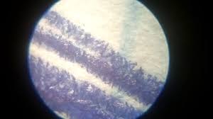 Download under microscope stock vectors. Pen On Paper Under The Microscope 30x 60x 1100x Youtube
