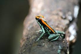 Image result for Fadogia gossweileri