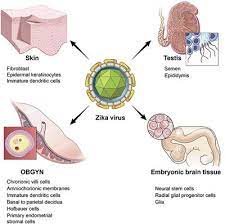 Frontiers Zika Virus Origins Pathological Action And Treatment Strategies Microbiology