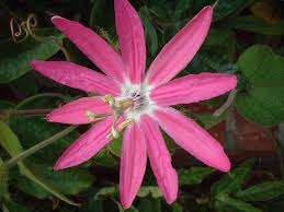 Image result for Passiflora sanguinolenta