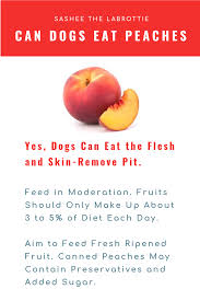 It also means that next time you munch on this fruit, you can finally share it with them. Can Dogs Eat Peaches Dog Raw Diet Fruits For Dogs Can Dogs Eat