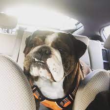 Chicago English Bulldog Rescue On Instagram Trying To Remember Where The Weekend Went Like Bulldog Rescue Bulldog Bulldog Puppies