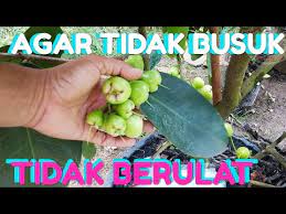 Cara mengatasi rambut rontok menggunakan masker jambu biji terhitung mudah. Agar Buah Jambu Madu Tidak Busuk Dan Berulat Youtube