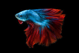 Most beautiful top 10 betta fish./fighter fish.red, blue,white, lot of color.fish these are the common type of betta. Fighting Fish Synchronize Their Combat Moves And Gene Expression Leading To Tightly Meshed Battles