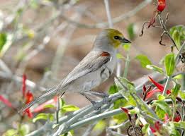 Yellow Birds Of Arizona Desert Verdin In The Sonoran Desert Wild Birds Unlimited Bird Life List Sonoran Desert