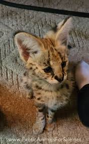 .savannah kittens savannah cat breeder biggest savannah cats bestsavannahcatbreeder.com utah colorado arizona los angeles celebrity savannah cat breeder who sells savannah cats to. Servals For Sale