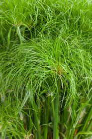 Image result for Cyperus fischerianus