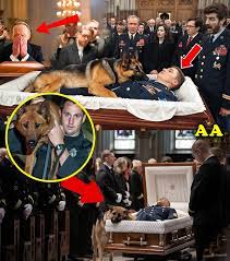 A Mother’s Final Gesture: A Retired K9’s Loving Farewell to Her Fallen ...