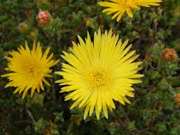 Image result for Lampranthus spp.