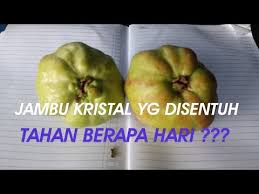 Cara membuat sendiri tabulampot jambu kristal dengan mudah. Daya Simpan Jambu Kristal Disentuh Dengan Tidak Youtube