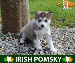 Results of a survey of uk purebred dogs. Pomeranian Husky Puppies For Sale Uk Pets Lovers