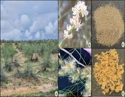 Image result for Chlorophytum perfoliatum