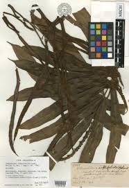 Image result for Lomariopsis warneckei