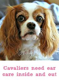 Anyone With A Floppy Eared Dog Knows That They Require Regular Ear Cleaning To Ensure Their King Charles Cavalier Spaniel Puppy Dog Care Cute Dogs And Puppies