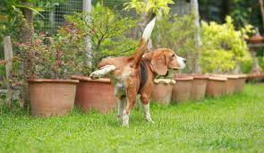 Of course, not all dog's urine does this, which just adds to the mystery dog owners. 14 Ways To Fix Dog Urine Spots On Your Lawn