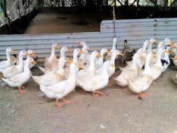 70 from about 1890 it began to be displaced by the american pekin, which did not have the black pinfeathers of the cayuga and so was easier to pluck and clean for sale.: Ducklings Dealers Suppliers In Guwahati Assam
