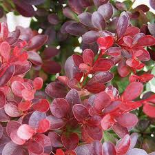 Image result for Berberis