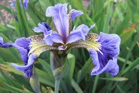 Image result for Zornia setosa