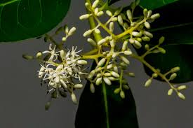 Image result for Helixanthera woodii