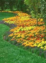 Marigolds Offer Floral Impact In State Landscapes 05 20 2002 Beautiful Gardens Plants Dream Garden