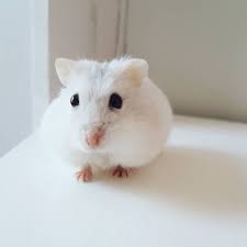 Pin By Mara On Critters Roborovski Hamster Hamster Hamster Live Check out their videos, sign up to chat, and join their community. pinterest