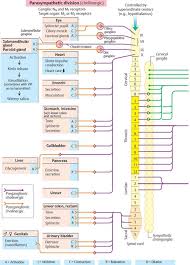 Autonomic Nervous System Physiology An Illustrated Review
