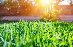 Find out how watering your grass can keep your lawn lush and beautiful! Thatch Removal Core Aeration Arn S Equipment Calgary Ab 800 820 8676
