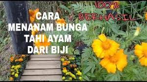 Pokok bunga tahi ayam menghasilkan bunga yang cantik dan warnanya sama ada kuning atau oren terang memang menarik lagi sesuai untuk dijadikan tanaman hiasan di halaman rumah. Cara Menanam Bunga Tahi Ayam Dari Biji Youtube