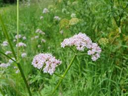 Image result for Valerianaceae