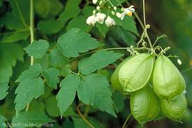 Image result for Cardiospermum grandiflorum