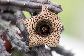 Image result for Huernia volkartii