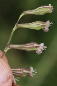 Image result for Silene burchellii