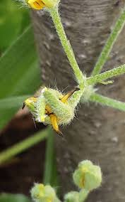 Image result for Hypoxis parvifolia