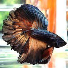 Live Betta Fish Male Copper Mustard Gas Perfect Rosetail Halfmoon Betta Hm Betta Fish Tank Betta Fish Types Beautiful Fish