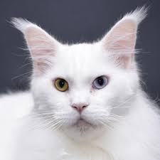 Виктория Викуля